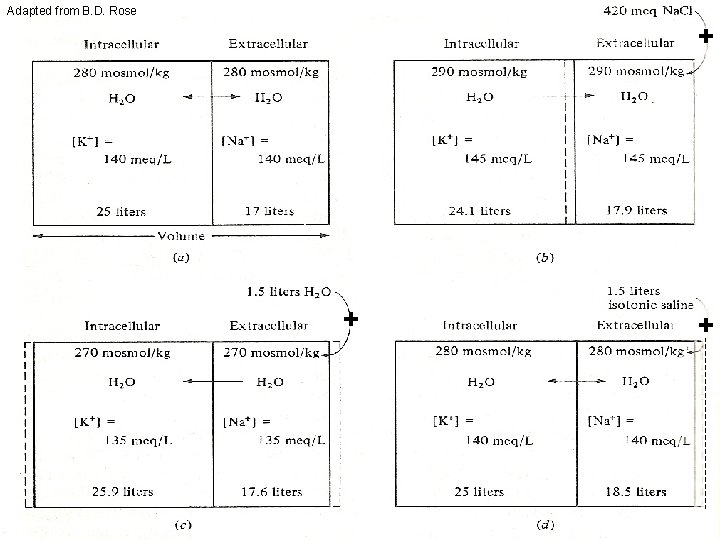 Adapted from B. D. Rose + + + 