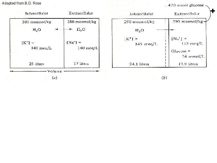 Adapted from B. D. Rose + 133 meq/L Glucose= 24 mmol/L + + 