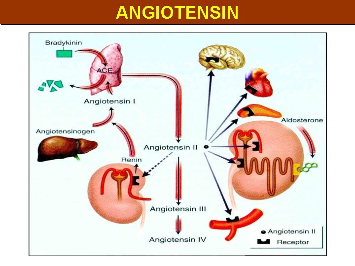 ANGIOTENSIN 