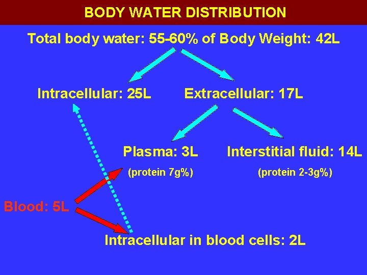 BODY WATER DISTRIBUTION Total body water 55 60