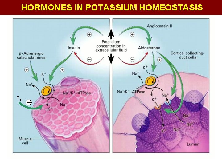 HORMONES IN POTASSIUM HOMEOSTASIS T 3 + 
