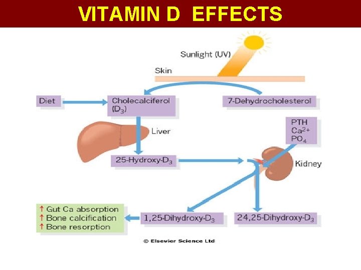 VITAMIN D EFFECTS 