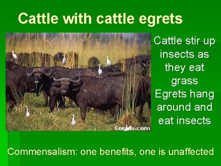 Cattle with cattle egrets Cattle stir up insects as they eat grass Egrets hang