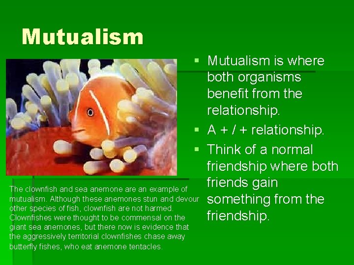 Mutualism § Mutualism is where both organisms benefit from the relationship. § A +