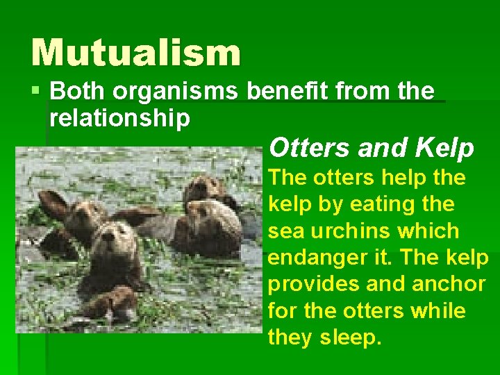 Mutualism § Both organisms benefit from the relationship Otters and Kelp The otters help