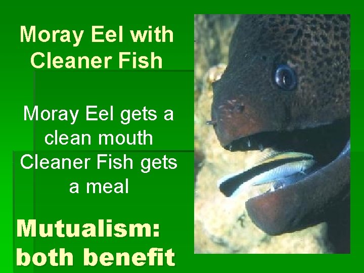 Moray Eel with Cleaner Fish Moray Eel gets a clean mouth Cleaner Fish gets