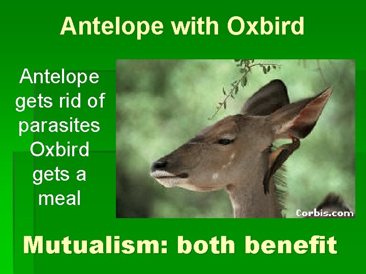 Antelope with Oxbird Antelope gets rid of parasites Oxbird gets a meal Mutualism: both