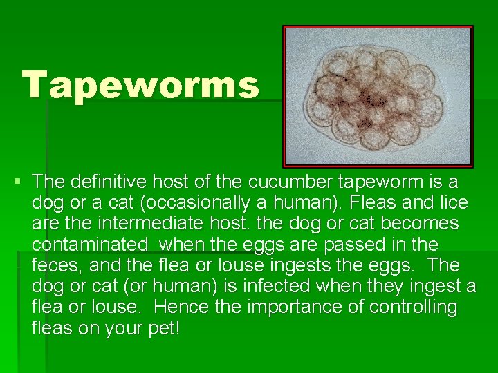 Tapeworms § The definitive host of the cucumber tapeworm is a dog or a