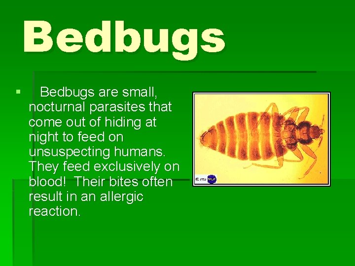 Bedbugs § Bedbugs are small, nocturnal parasites that come out of hiding at night