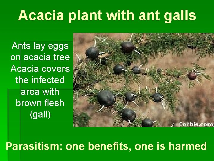 Acacia plant with ant galls Ants lay eggs on acacia tree Acacia covers the