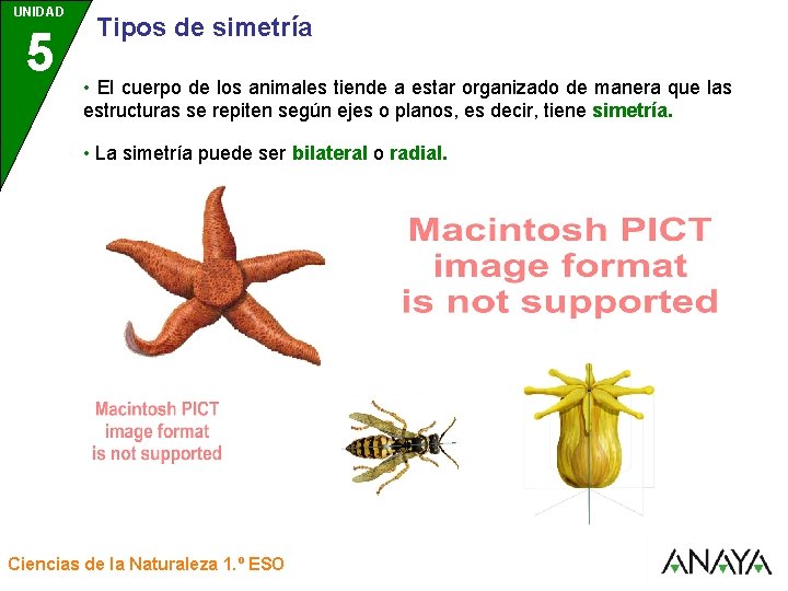 UNIDAD 5 3 Tipos de simetría • El cuerpo de los animales tiende a