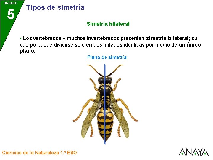 UNIDAD 5 3 Tipos de simetría Simetría bilateral • Los vertebrados y muchos invertebrados