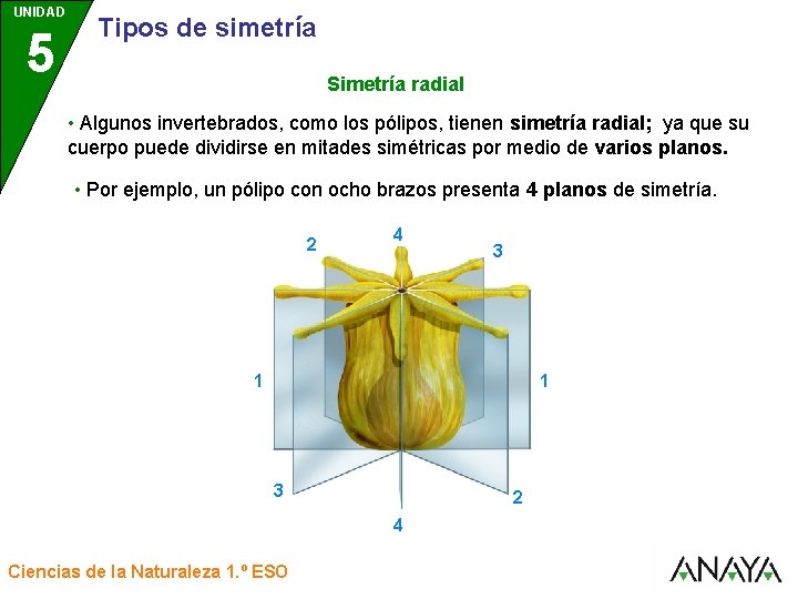 UNIDAD 5 3 Tipos de simetría Simetría radial • Algunos invertebrados, como los pólipos,