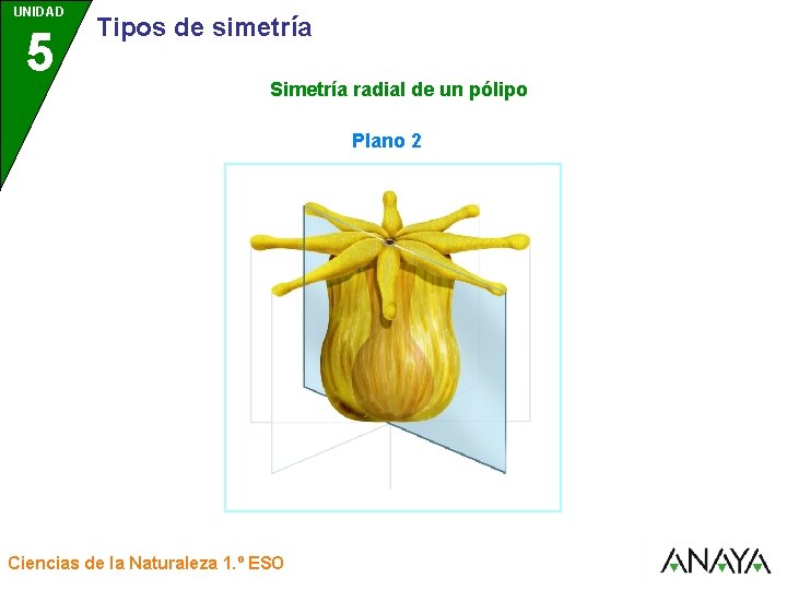 UNIDAD 5 3 Tipos de simetría Simetría radial de un pólipo Plano 2 Ciencias