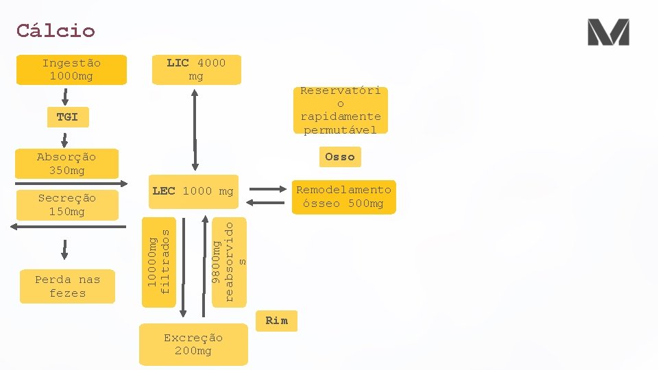 Cálcio Ingestão 1000 mg LIC 4000 mg Reservatóri o rapidamente permutável TGI Osso Absorção