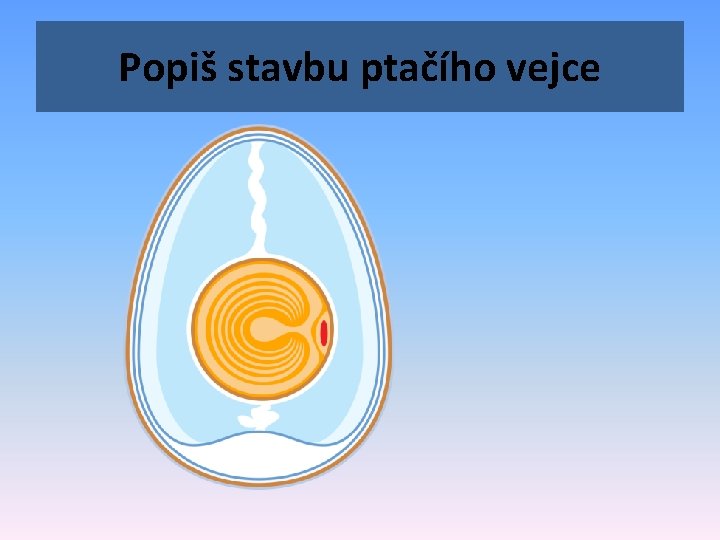 Popiš stavbu ptačího vejce 