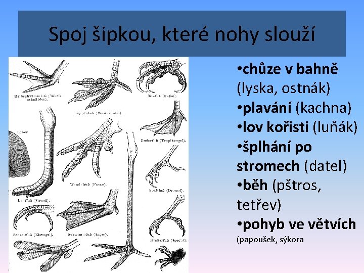 Spoj šipkou, které nohy slouží • chůze v bahně (lyska, ostnák) • plavání (kachna)