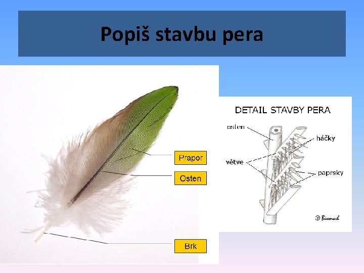Popiš stavbu pera 