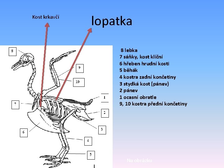 Kost krkavčí lopatka 8 lebka 7 sáňky, kost klíční 6 hřeben hrudní kosti 5