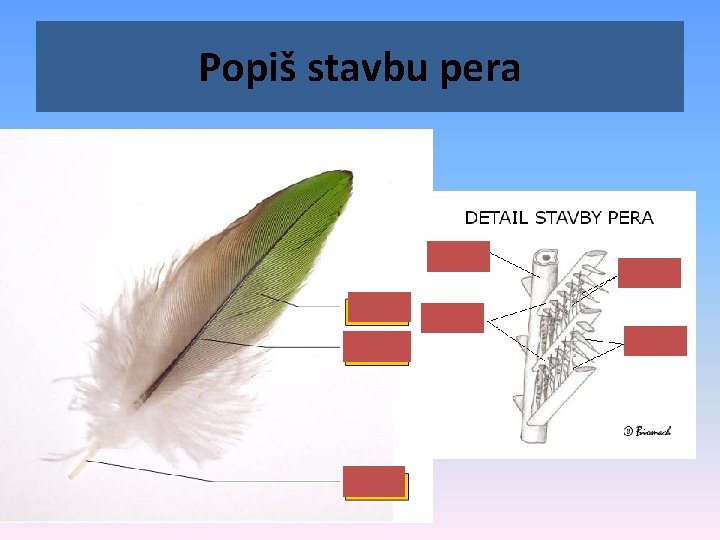 Popiš stavbu pera 