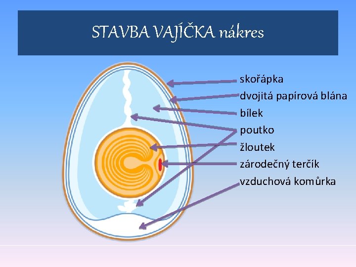 STAVBA VAJÍČKA nákres skořápka dvojitá papírová blána bílek poutko žloutek zárodečný terčík vzduchová komůrka