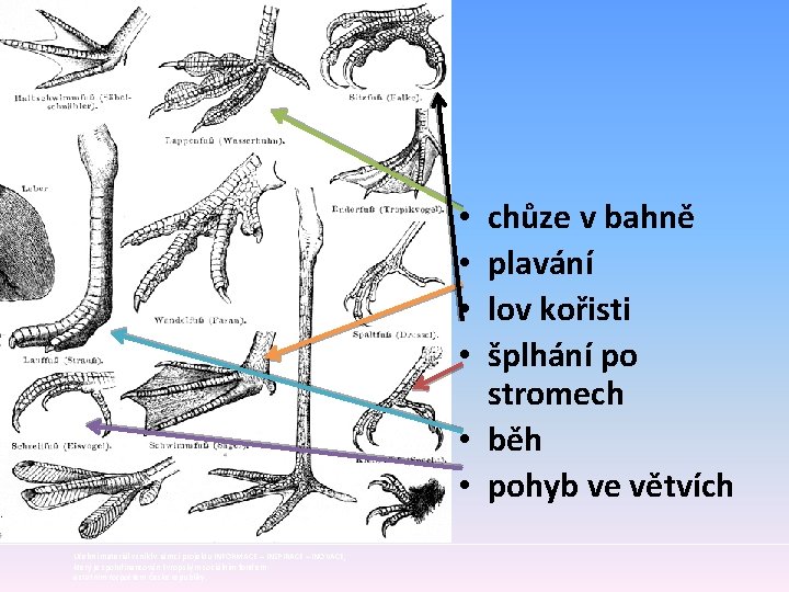 chůze v bahně plavání lov kořisti šplhání po stromech • běh • pohyb ve