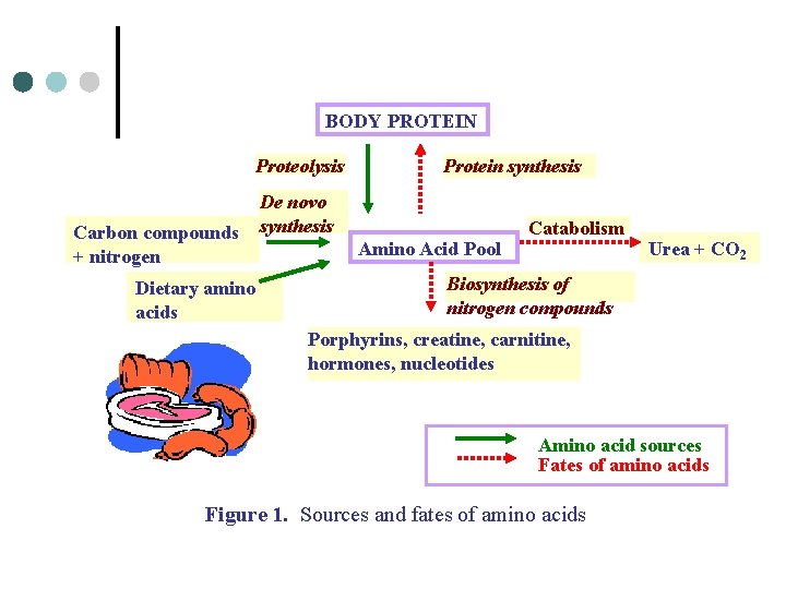 BODY PROTEIN Proteolysis Carbon compounds + nitrogen Dietary amino acids Protein synthesis De novo