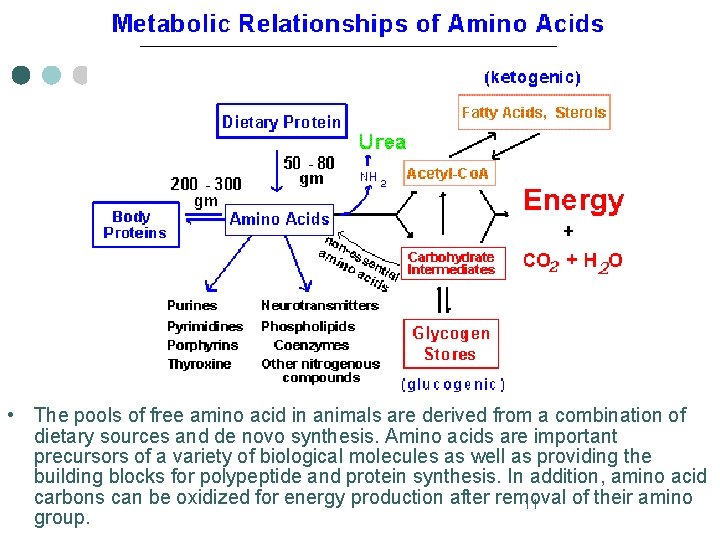  • The pools of free amino acid in animals are derived from a