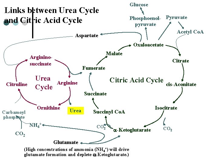 Glucose Links between Urea Cycle and Citric Acid Cycle Phosphoenol- Pyruvate pyruvate Acetyl Co.