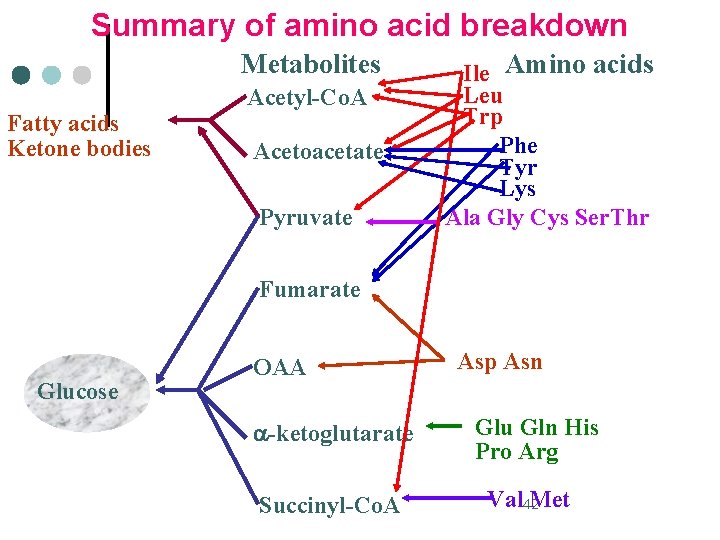 Summary of amino acid breakdown Metabolites Fatty acids Ketone bodies Acetyl-Co. A Acetoacetate Pyruvate