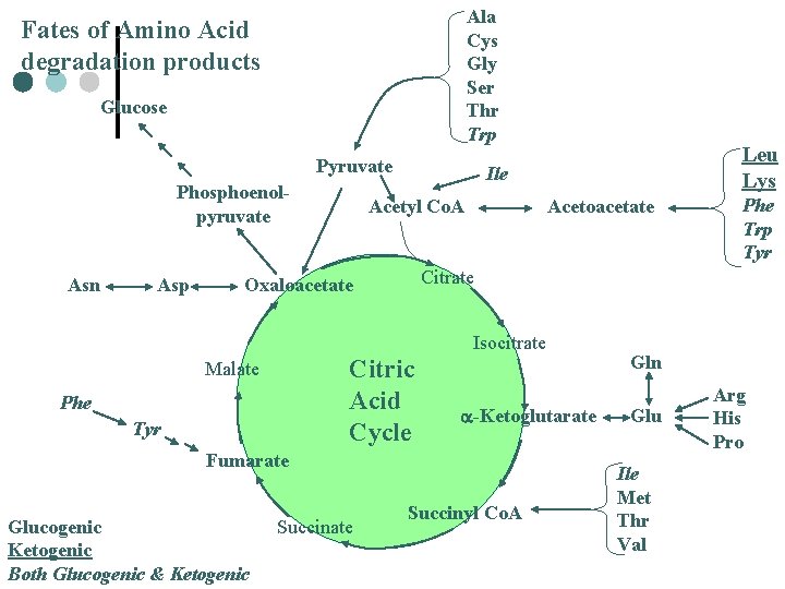 Ala Cys Gly Ser Thr Trp Fates of Amino Acid degradation products Glucose Pyruvate