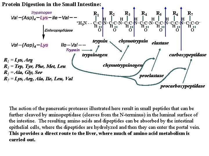 Protein Digestion in the Small Intestine: R 2 R 1 +H 3 N _