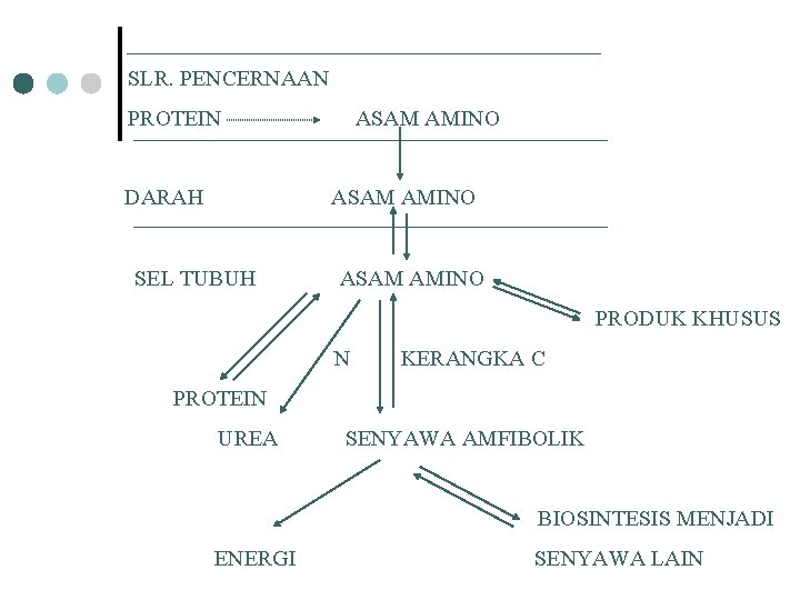 SLR. PENCERNAAN PROTEIN DARAH ASAM AMINO SEL TUBUH ASAM AMINO PRODUK KHUSUS N KERANGKA