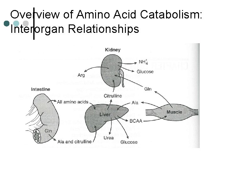 Overview of Amino Acid Catabolism: Interorgan Relationships 
