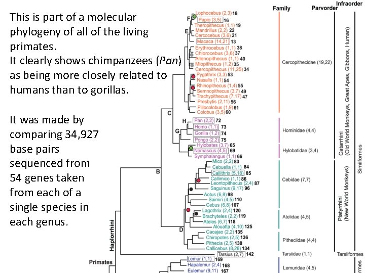 This is part of a molecular phylogeny of all of the living primates. It