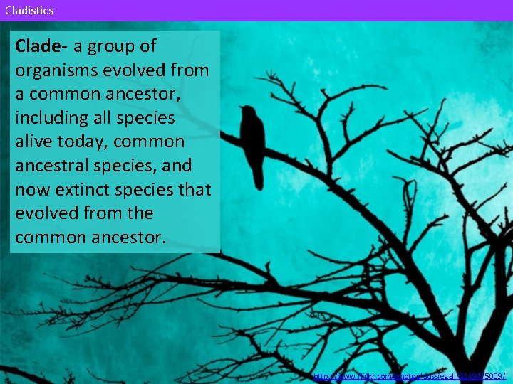 Cladistics Clade- a group of organisms evolved from a common ancestor, including all species