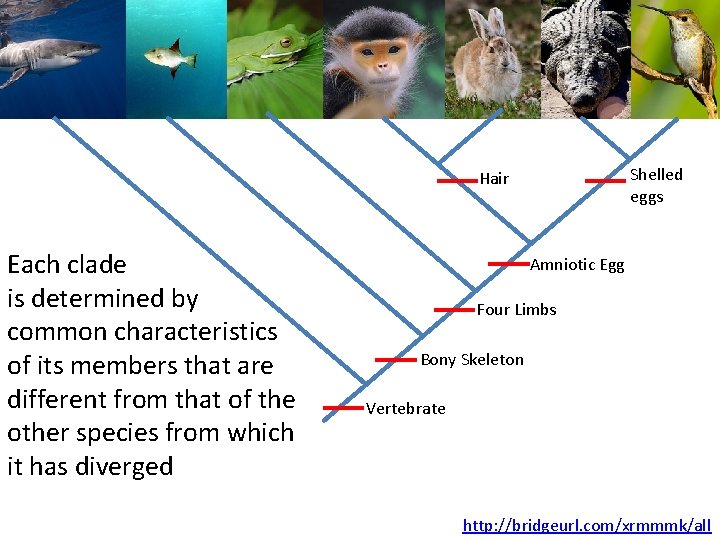 Shelled eggs Hair Each clade is determined by common characteristics of its members that