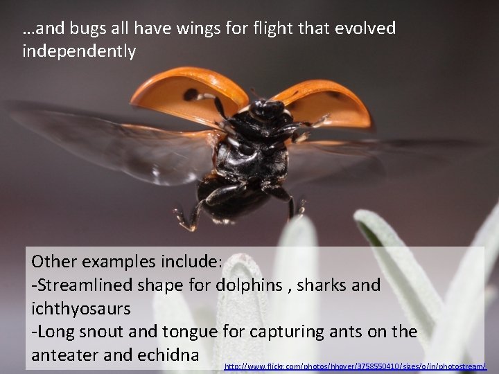 …and bugs all have wings for flight that evolved independently Other examples include: -Streamlined