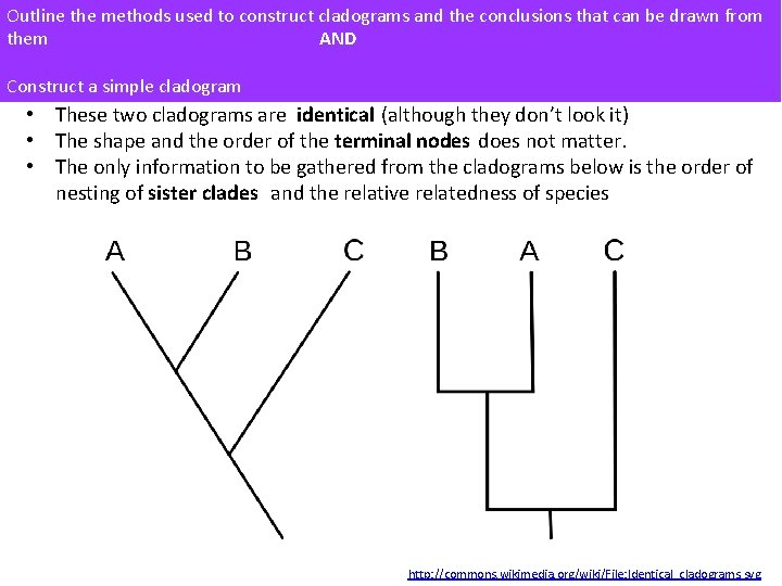 Outline the methods used to construct cladograms and the conclusions that can be drawn