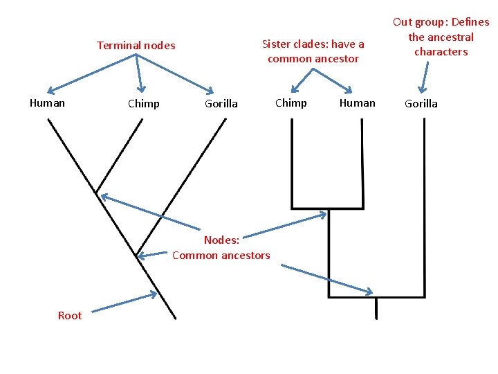 Sister clades: have a common ancestor Terminal nodes Human Chimp Gorilla Nodes: Common ancestors