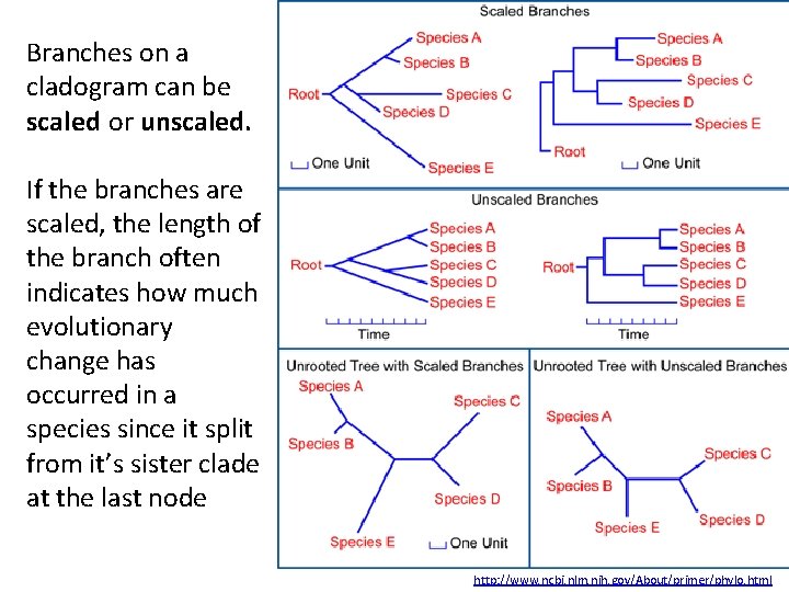 Branches on a cladogram can be scaled or unscaled. If the branches are scaled,