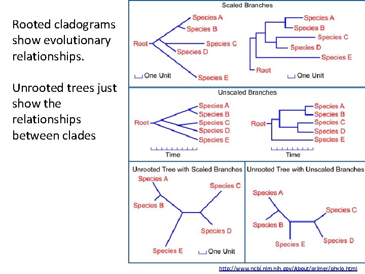 Rooted cladograms show evolutionary relationships. Unrooted trees just show the relationships between clades http: