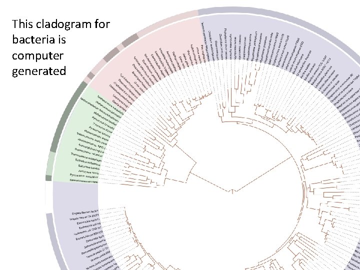 This cladogram for bacteria is computer generated 