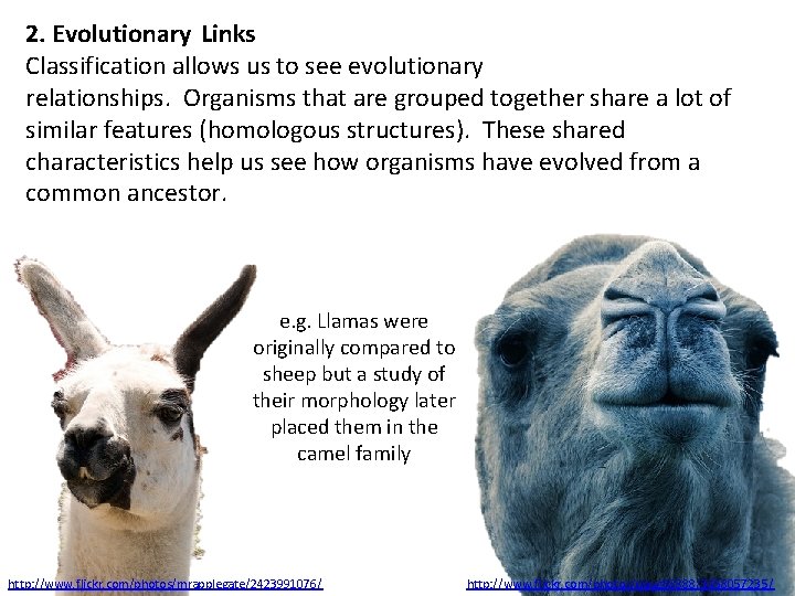 2. Evolutionary Links Classification allows us to see evolutionary relationships. Organisms that are grouped