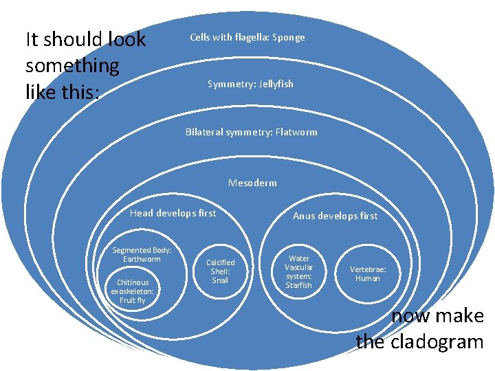 It should look something like this: Cells with flagella: Sponge Symmetry: Jellyfish Bilateral symmetry: