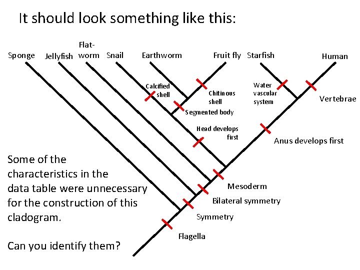 It should look something like this: Sponge Flat. Jellyfish worm Snail Earthworm Fruit fly