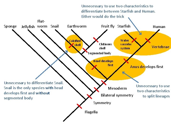Sponge Flat. Jellyfish worm Snail Unnecessary to use two characteristics to differentiate between Starfish