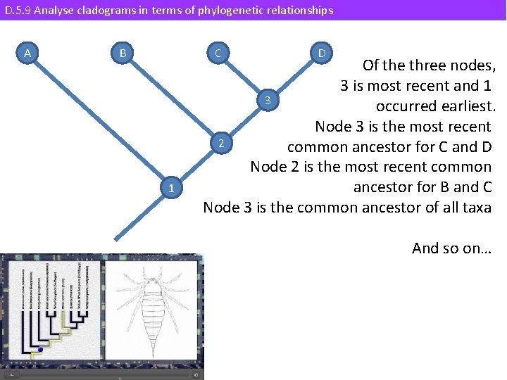 D. 5. 9 Analyse cladograms in terms of phylogenetic relationships A B C 1