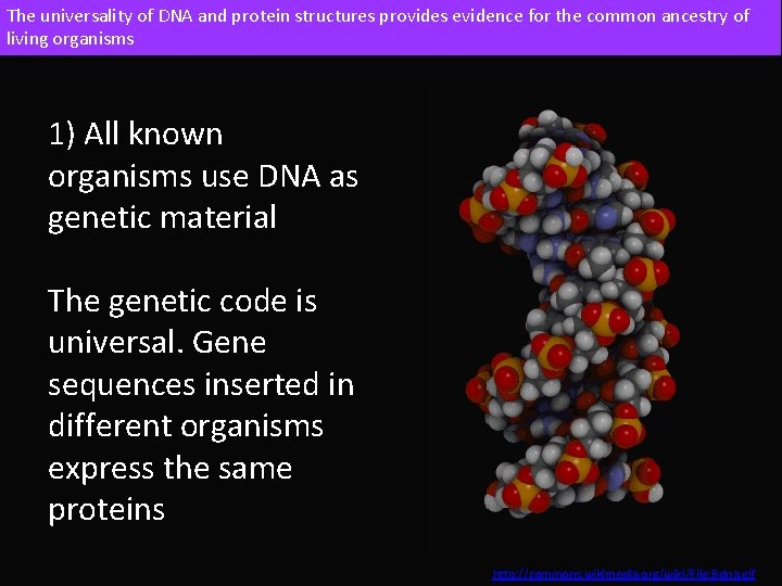 The universality of DNA and protein structures provides evidence for the common ancestry of