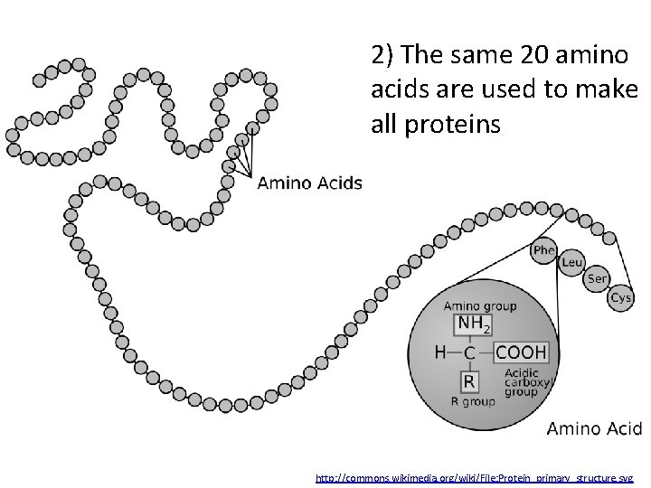 2) The same 20 amino acids are used to make all proteins http: //commons.